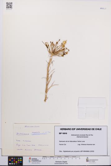 Alstroemeria revoluta [Espécimen: UCH:EIF:0010310]