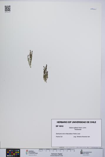 Galium gilliesii [Espécimen: UCH:EIF:0010312]