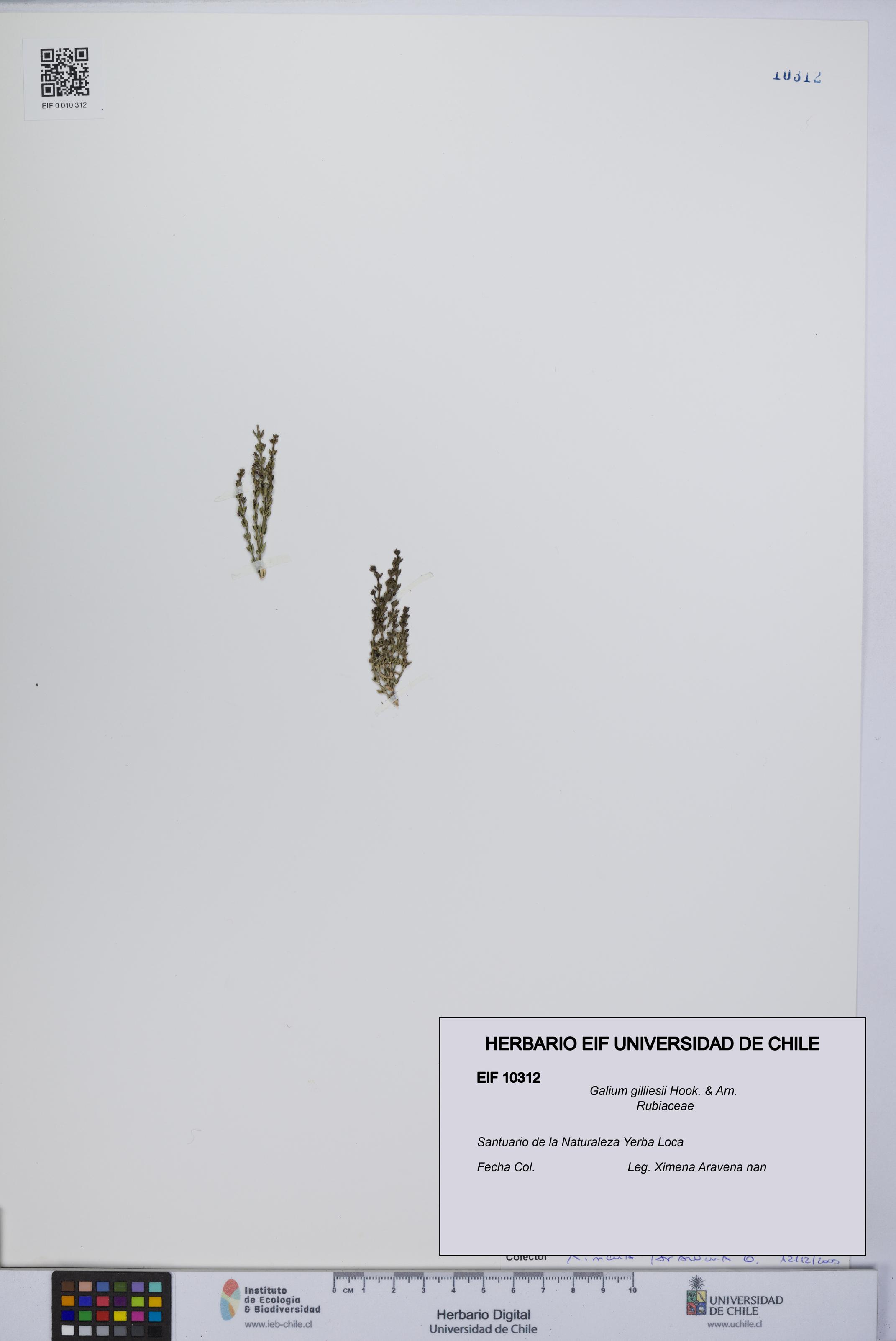 Galium gilliesii [Espécimen: UCH:EIF:0010312]