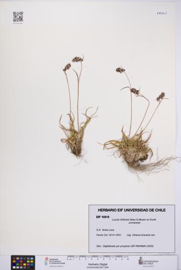 Luzula chilensis [Espécimen: UCH:EIF:0010313]