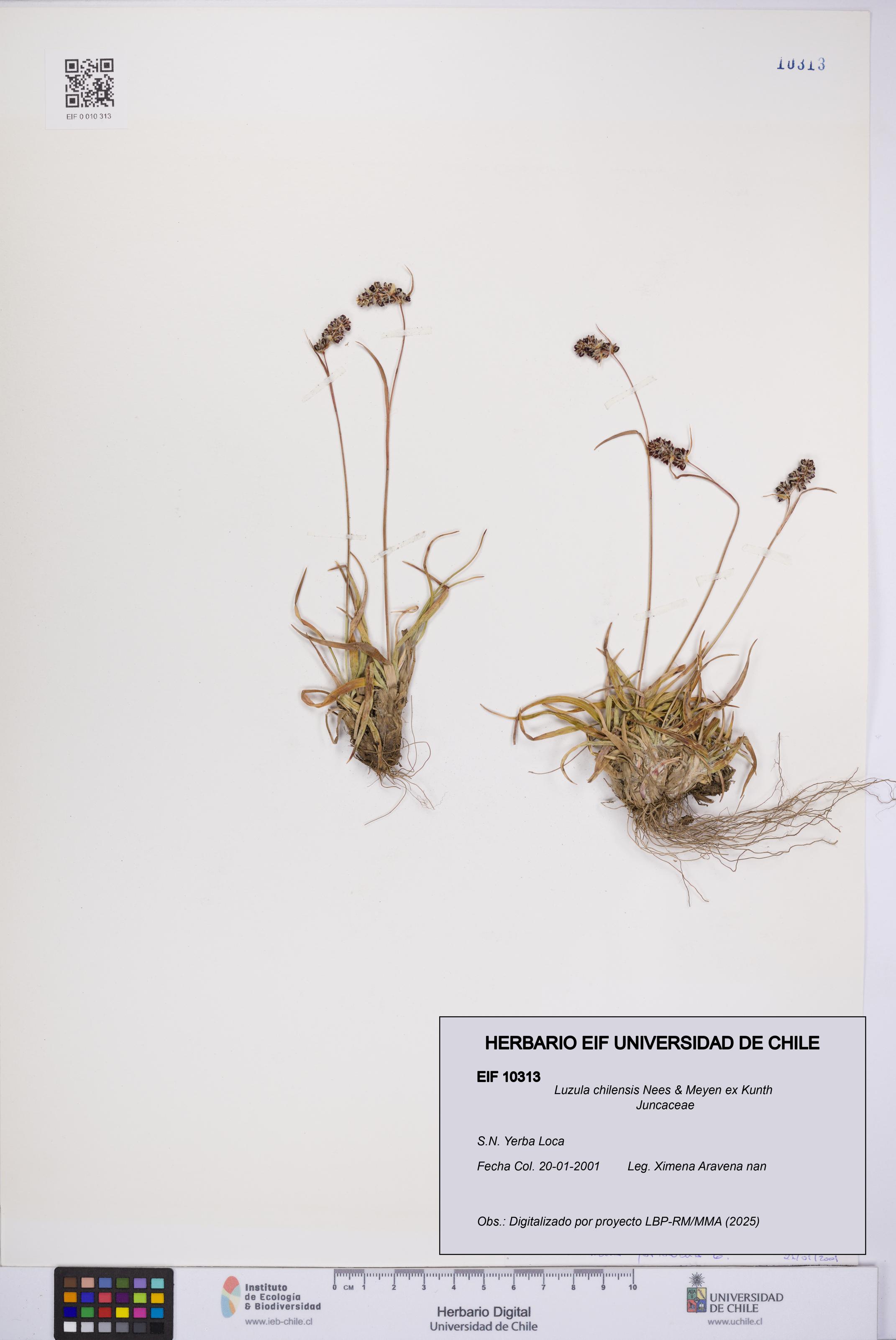 Luzula chilensis [Espécimen: UCH:EIF:0010313]