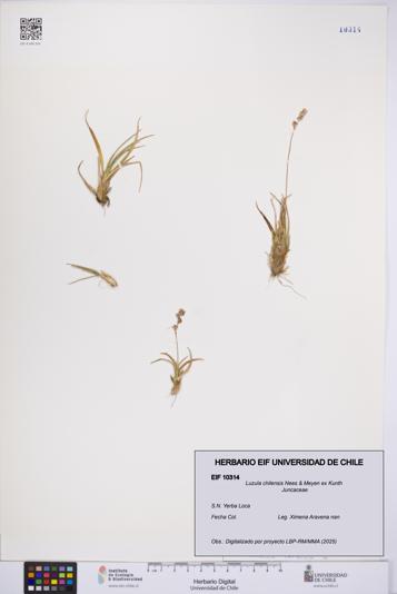 Luzula chilensis [Espécimen: UCH:EIF:0010314]