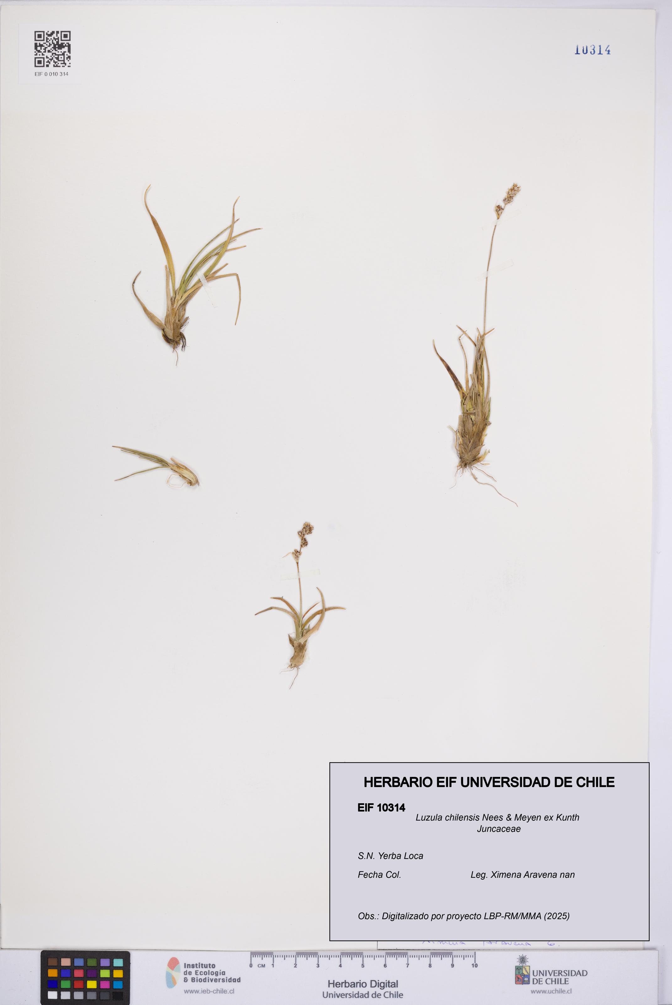 Luzula chilensis [Espécimen: UCH:EIF:0010314]