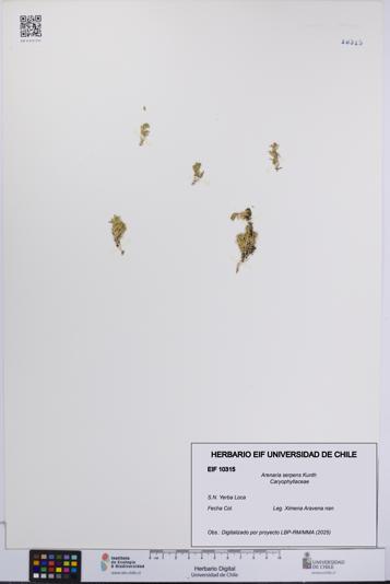 Arenaria serpens [Espécimen: UCH:EIF:0010315]