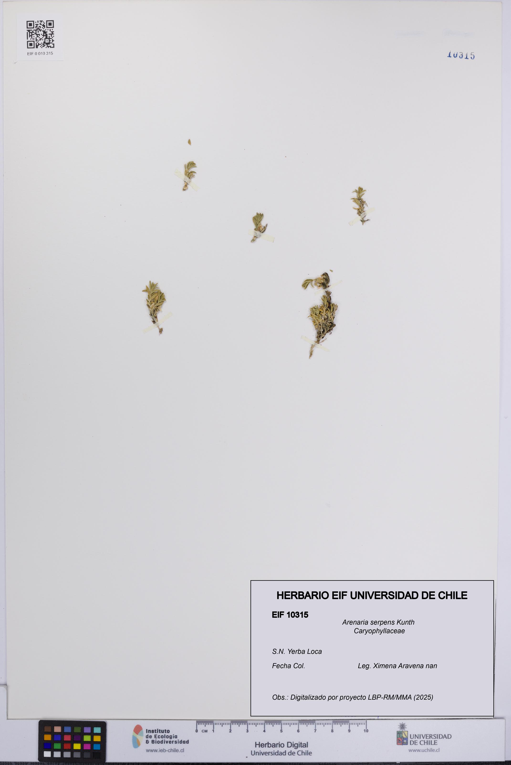 Arenaria serpens [Espécimen: UCH:EIF:0010315]