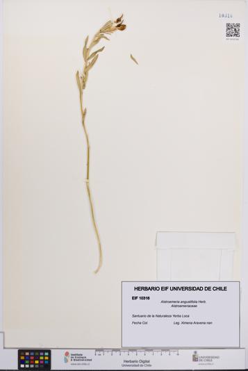 Alstroemeria angustifolia [Espécimen: UCH:EIF:0010316]