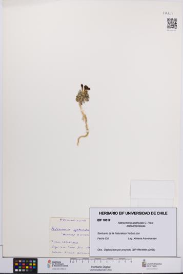 Alstroemeria spathulata [Espécimen: UCH:EIF:0010317]