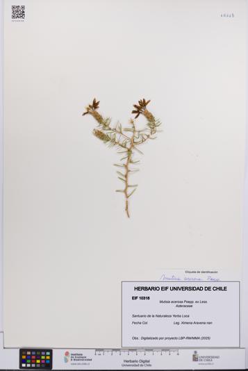 Mutisia acerosa [Espécimen: UCH:EIF:0010318]