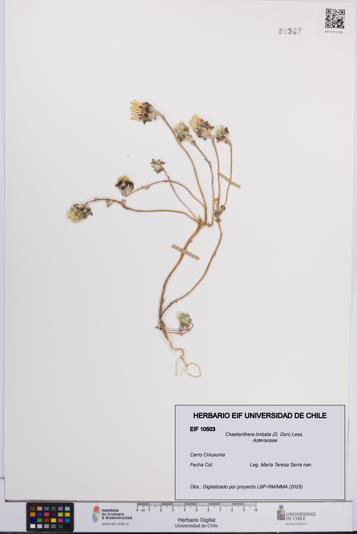 Chaetanthera limbata [Espécimen: UCH:EIF:0010503]