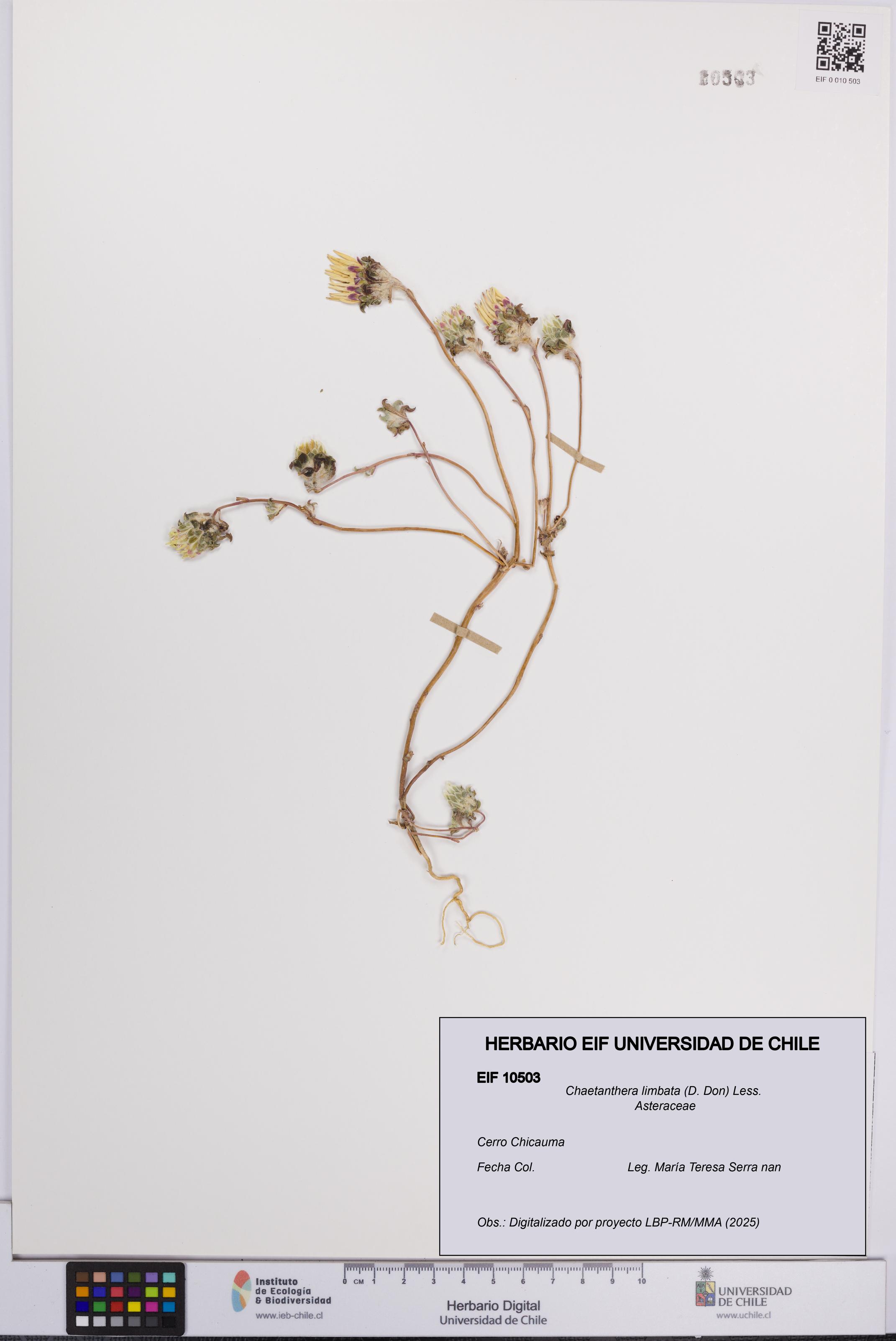 Chaetanthera limbata [Espécimen: UCH:EIF:0010503]