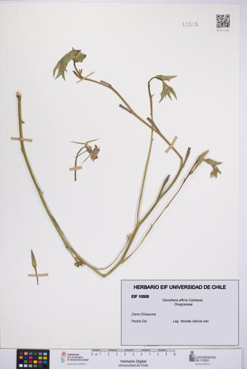 Oenothera affinis [Espécimen: UCH:EIF:0010505]