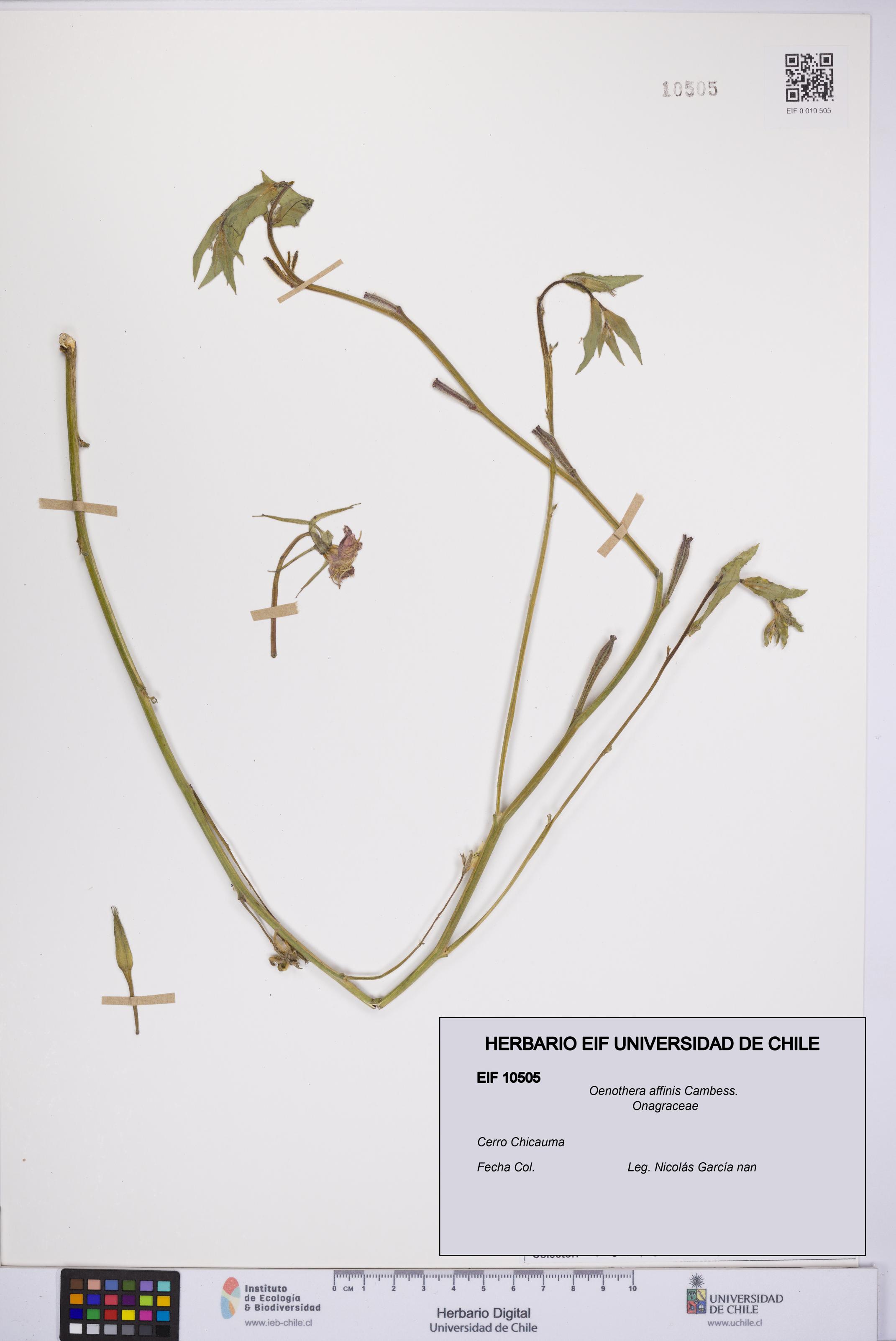 Oenothera affinis [Espécimen: UCH:EIF:0010505]