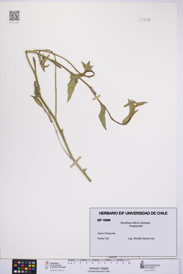 Oenothera affinis [Espécimen: UCH:EIF:0010506]