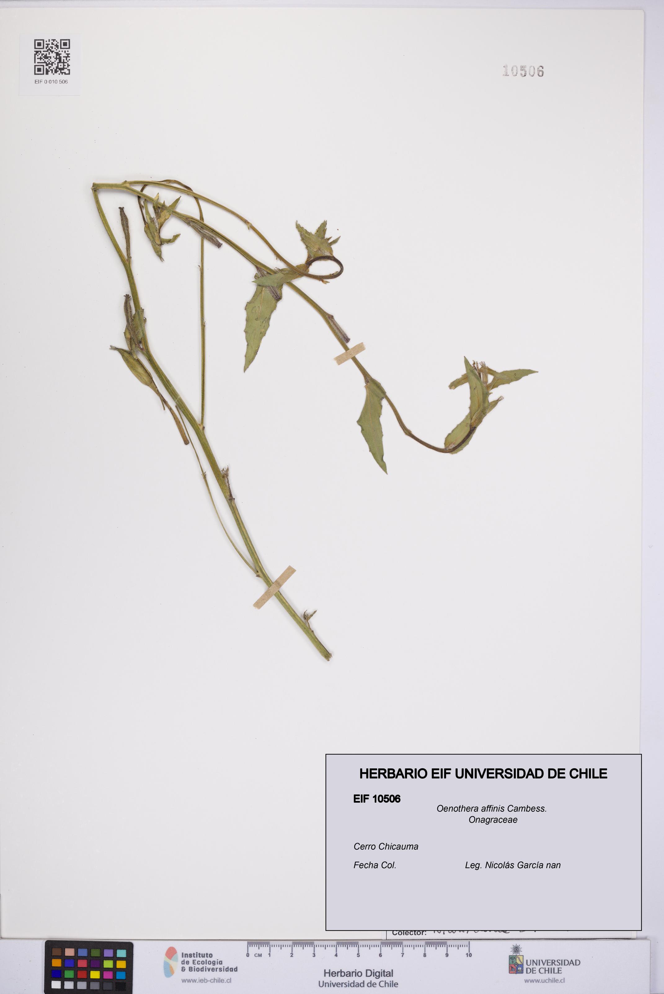 Oenothera affinis [Espécimen: UCH:EIF:0010506]