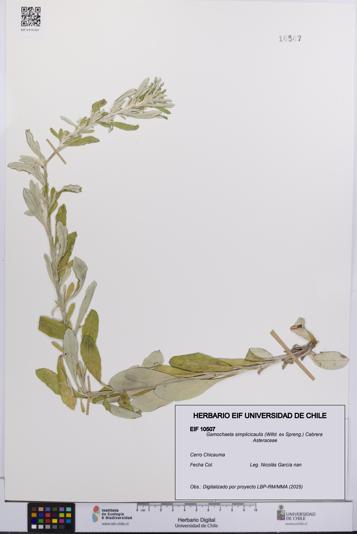 Gamochaeta simplicicaulis [Espécimen: UCH:EIF:0010507]