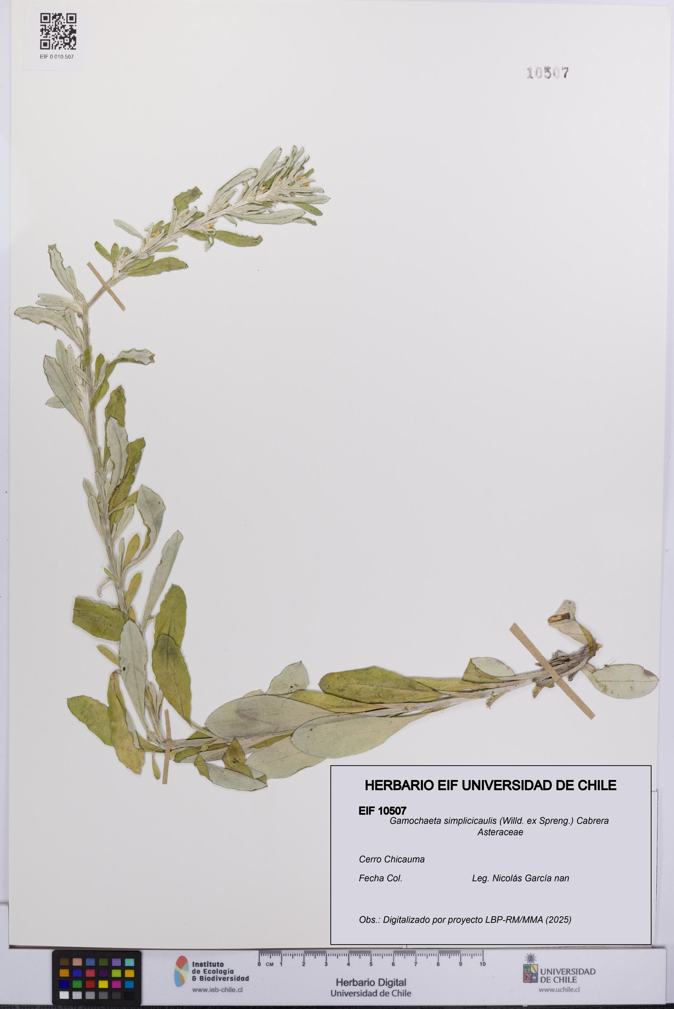 Gamochaeta simplicicaulis [Espécimen: UCH:EIF:0010507]