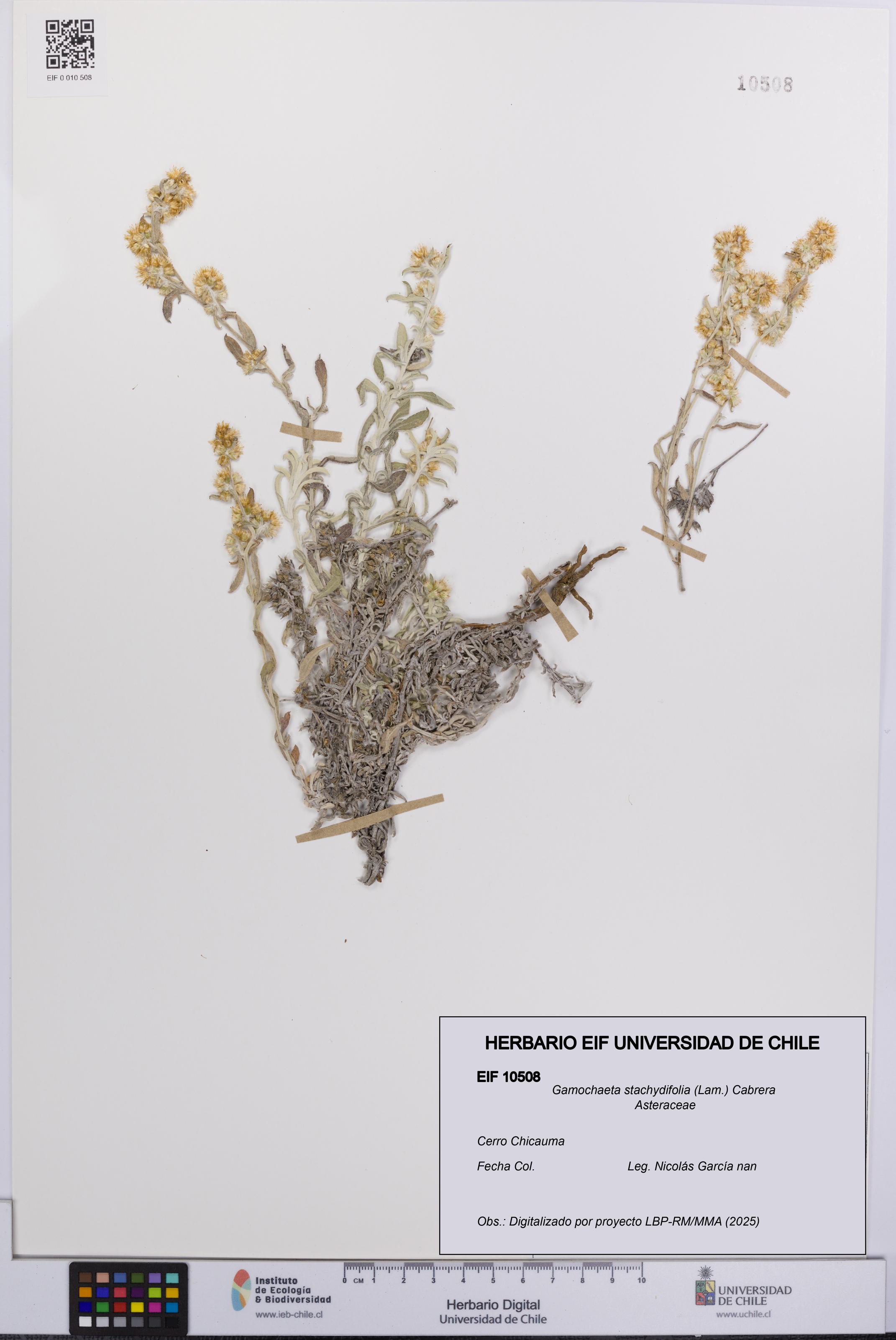 Gamochaeta stachydifolia [Espécimen: UCH:EIF:0010508]