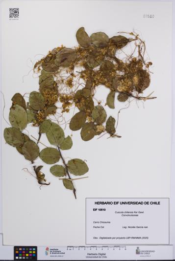 Cuscuta chilensis [Espécimen: UCH:EIF:0010510]