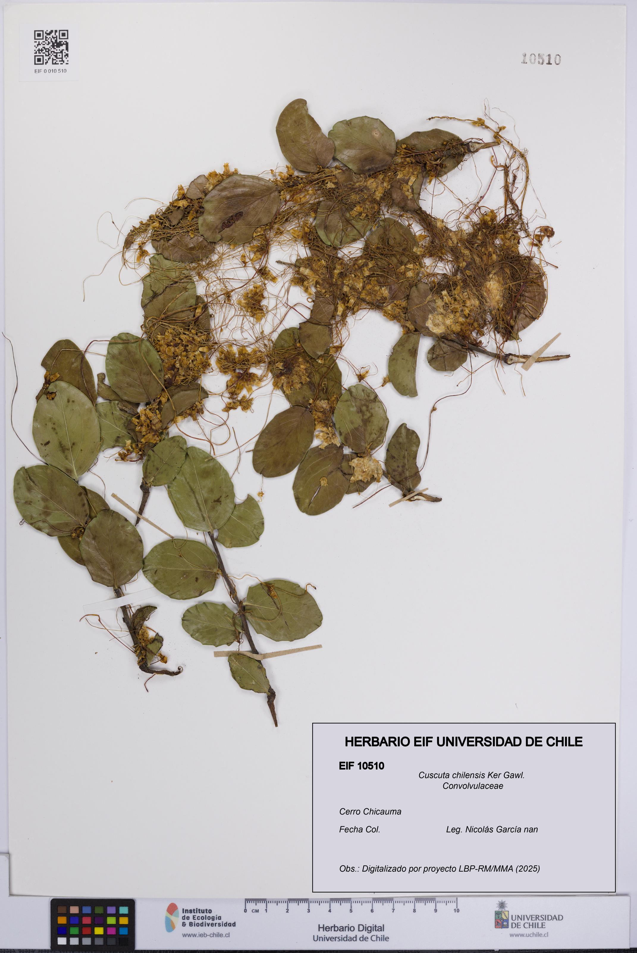Cuscuta chilensis [Espécimen: UCH:EIF:0010510]