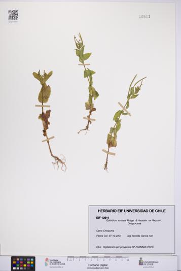 Epilobium australe [Espécimen: UCH:EIF:0010511]