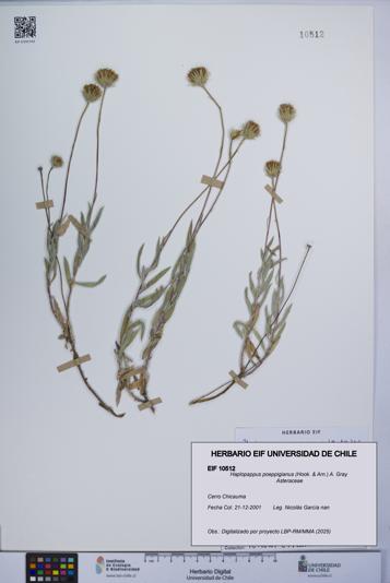 Haplopappus poeppigianus [Espécimen: UCH:EIF:0010512]
