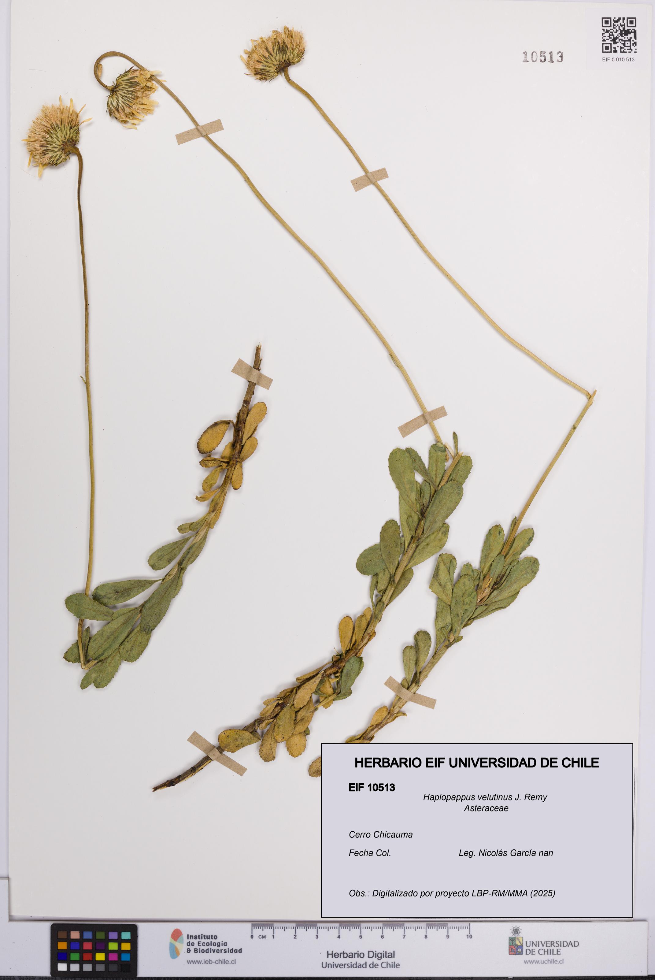 Haplopappus velutinus [Espécimen: UCH:EIF:0010513]