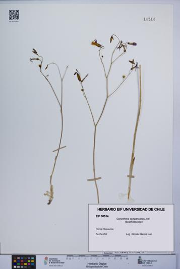 Conanthera campanulata [Espécimen: UCH:EIF:0010514]