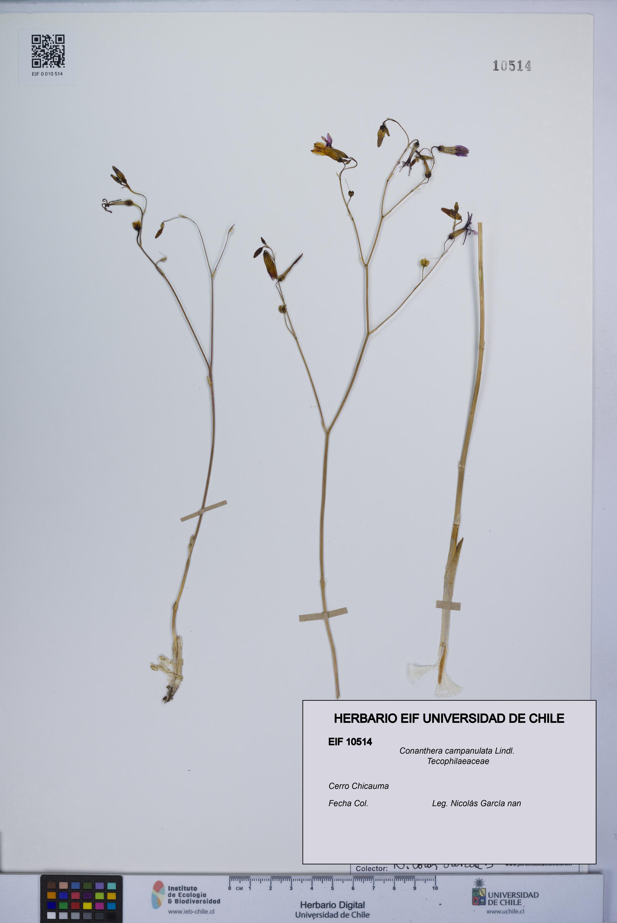 Conanthera campanulata [Espécimen: UCH:EIF:0010514]