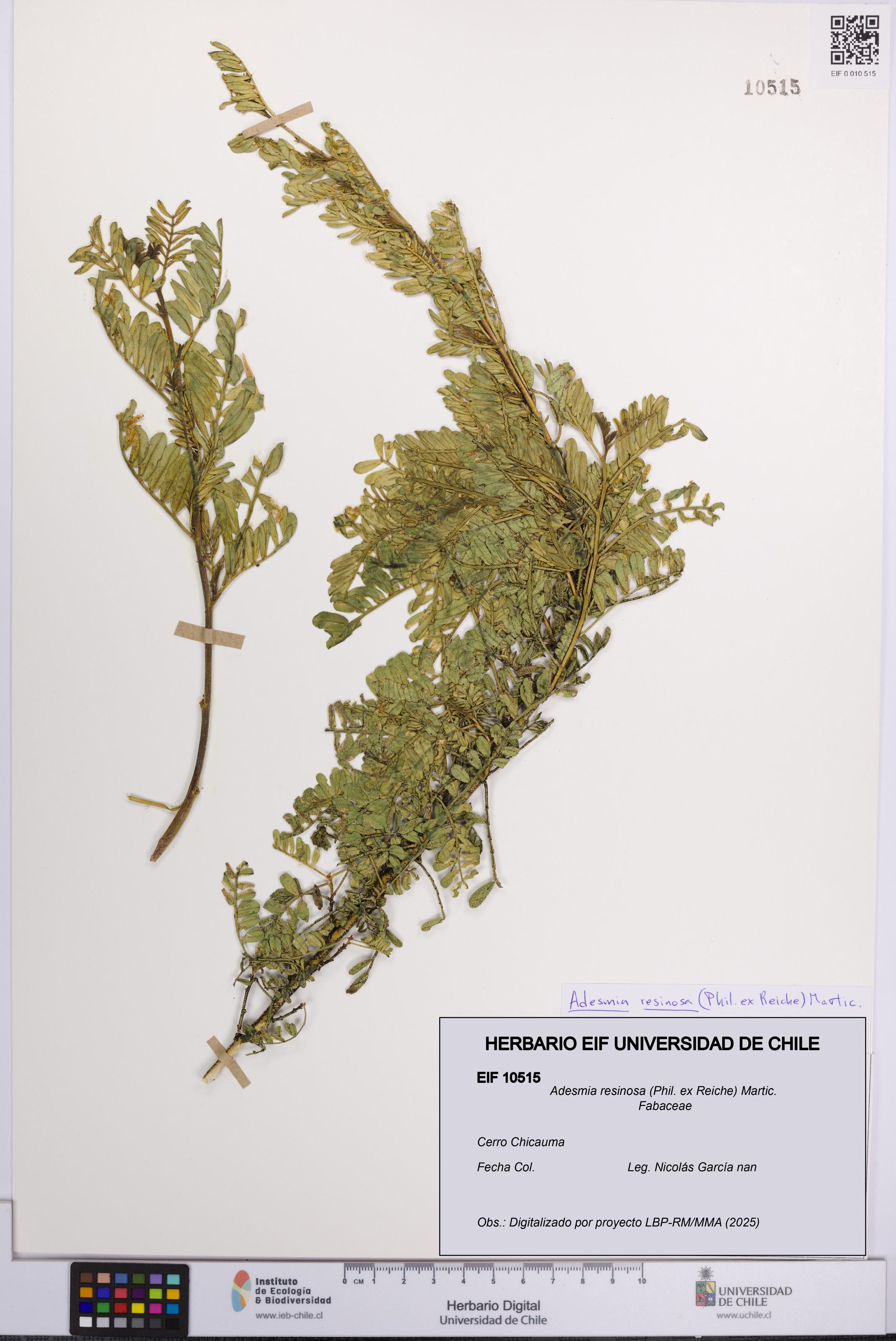 Adesmia resinosa [Espécimen: UCH:EIF:0010515]