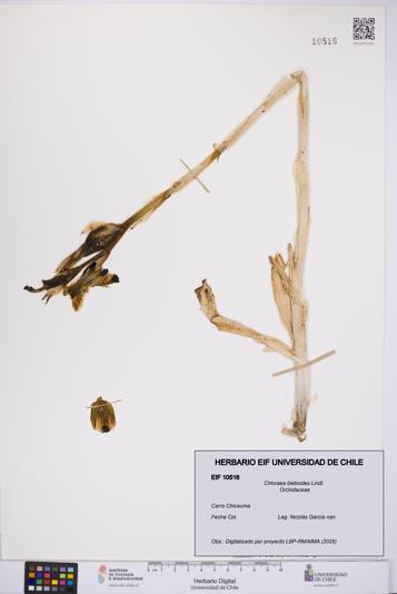 Chloraea bletioides [Espécimen: UCH:EIF:0010516]