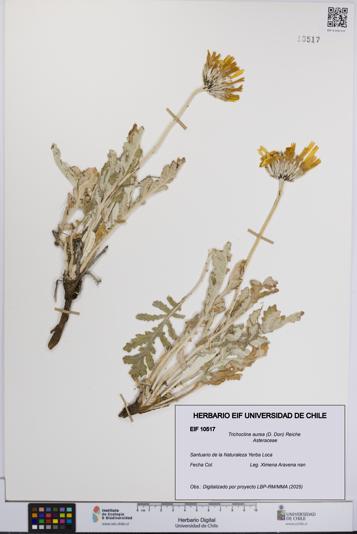 Trichocline aurea [Espécimen: UCH:EIF:0010517]