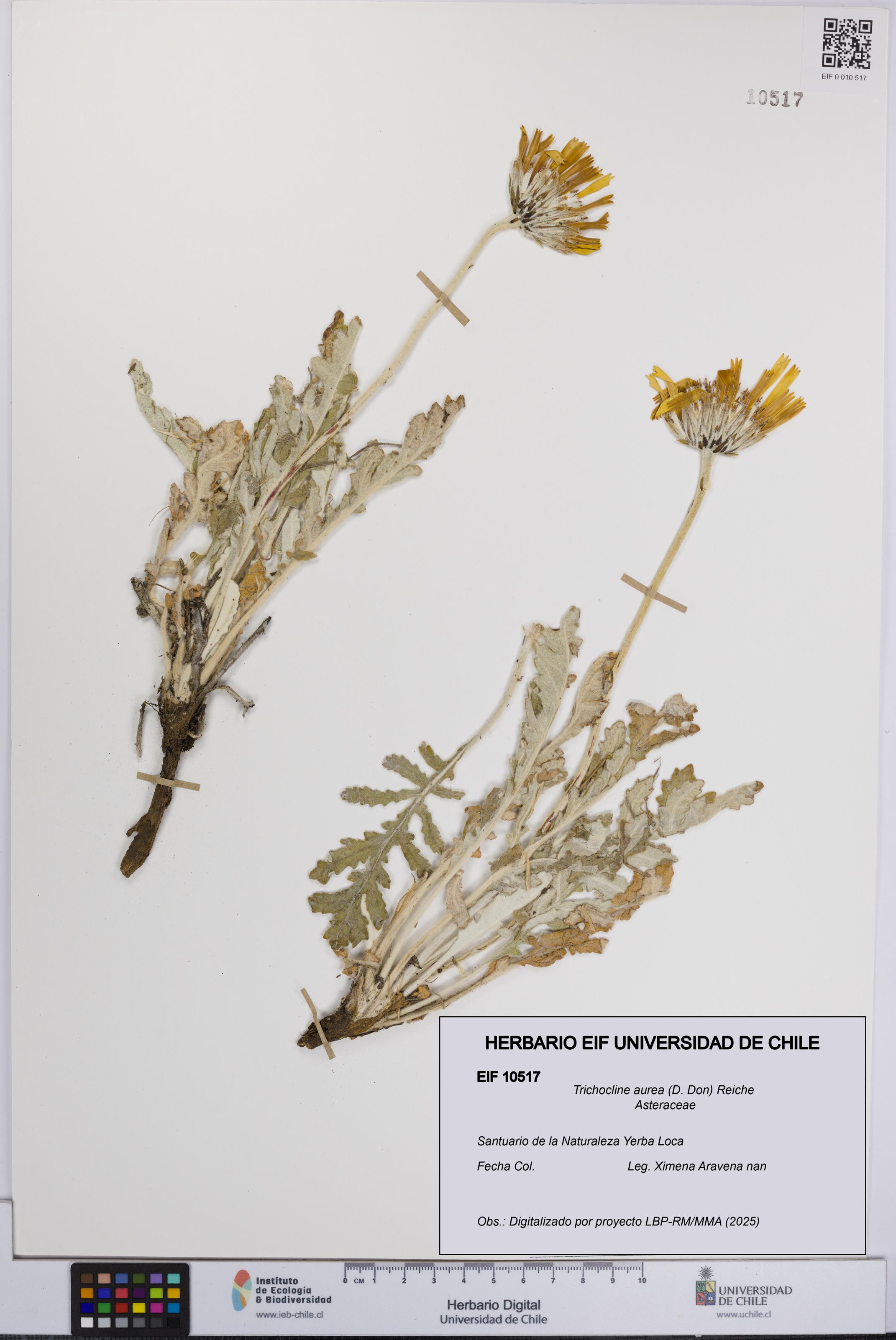Trichocline aurea [Espécimen: UCH:EIF:0010517]