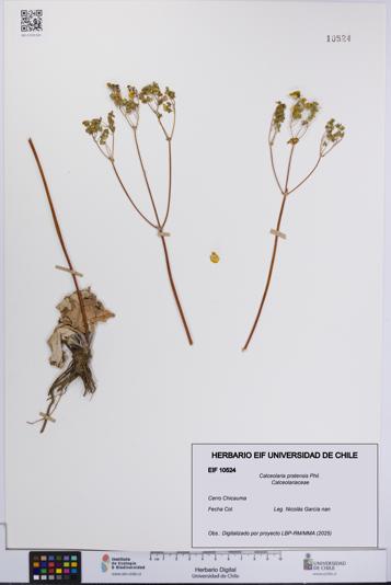 Calceolaria pratensis [Espécimen: UCH:EIF:0010524]