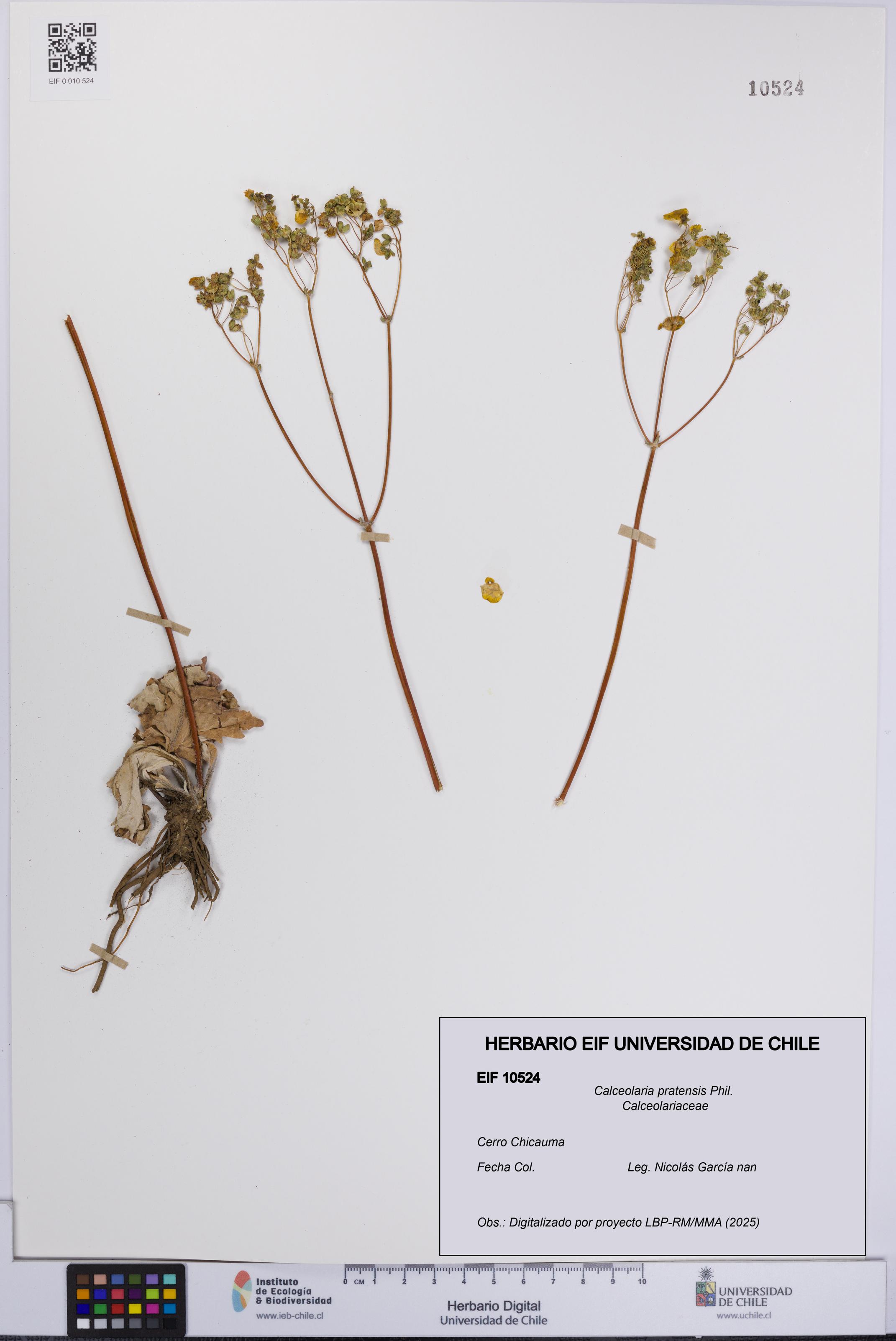 Calceolaria pratensis [Espécimen: UCH:EIF:0010524]