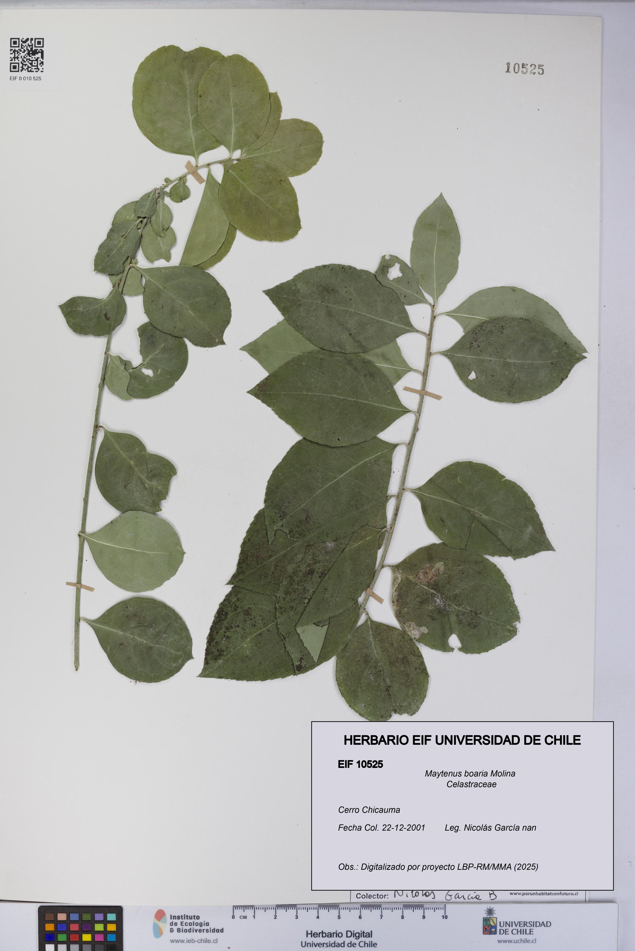 Maytenus boaria [Espécimen: UCH:EIF:0010525]