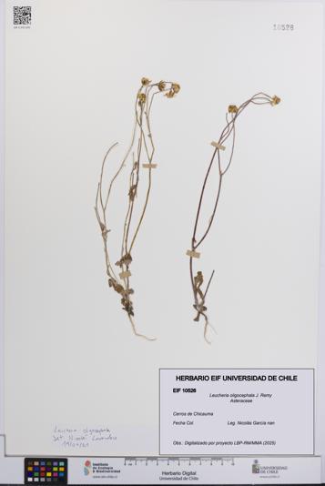 Leucheria oligocephala [Espécimen: UCH:EIF:0010526]