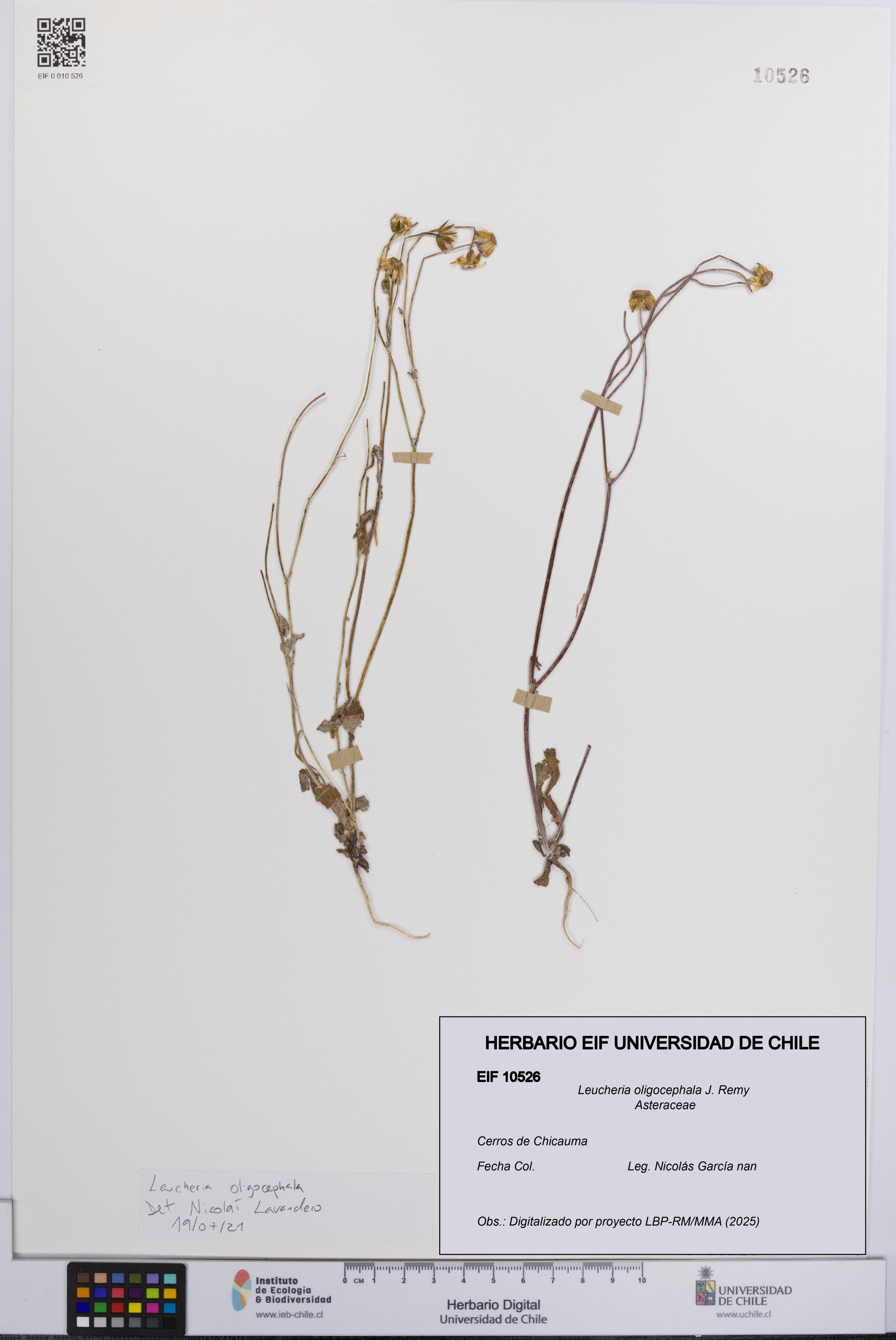 Leucheria oligocephala [Espécimen: UCH:EIF:0010526]