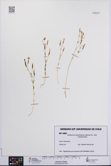 Centaurium cachanlahuen [Espécimen: UCH:EIF:0010527]