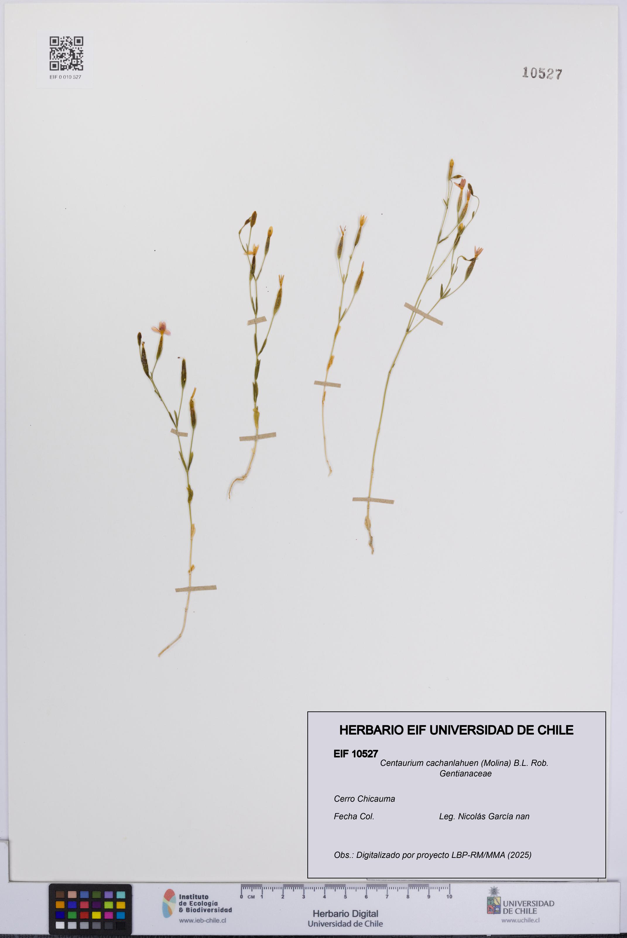 Centaurium cachanlahuen [Espécimen: UCH:EIF:0010527]