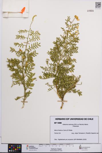 Adesmia resinosa [Espécimen: UCH:EIF:0010558]