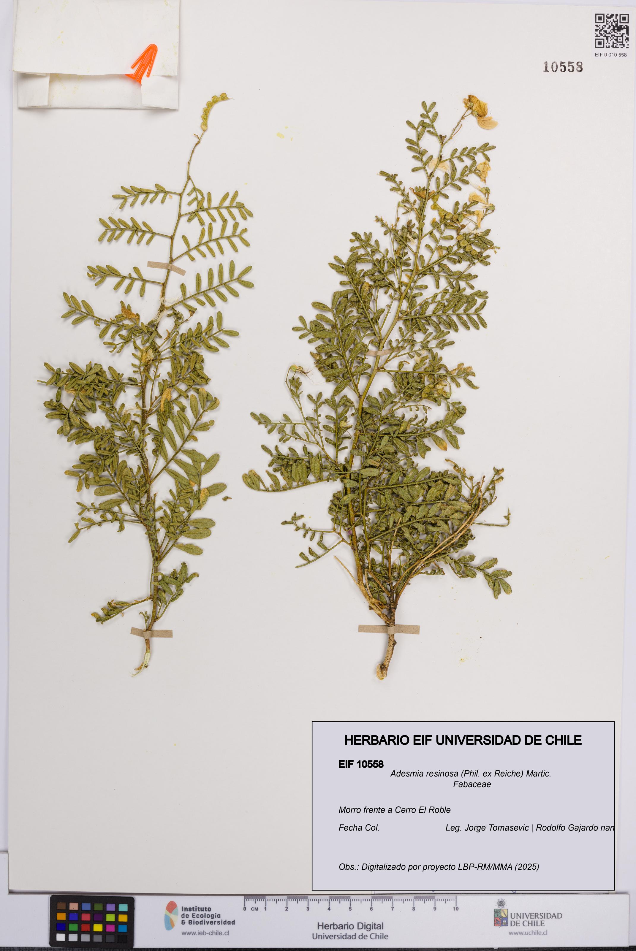 Adesmia resinosa [Espécimen: UCH:EIF:0010558]