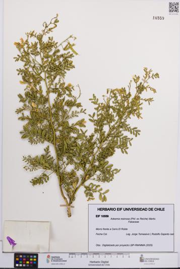 Adesmia resinosa [Espécimen: UCH:EIF:0010559]