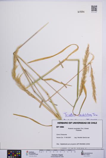 Koeleria caudulata [Espécimen: UCH:EIF:0010564]