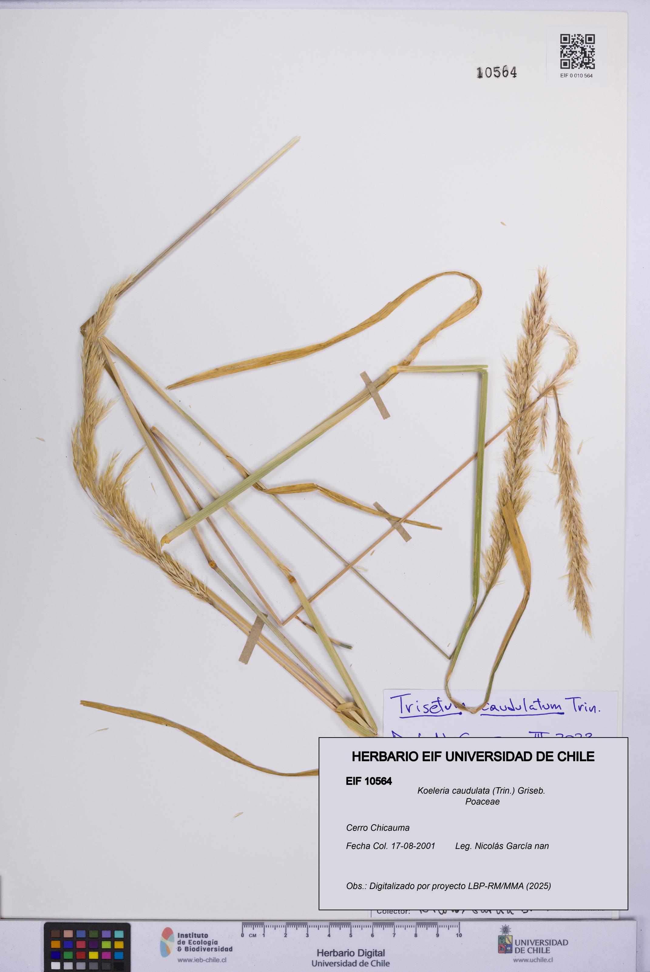 Koeleria caudulata [Espécimen: UCH:EIF:0010564]