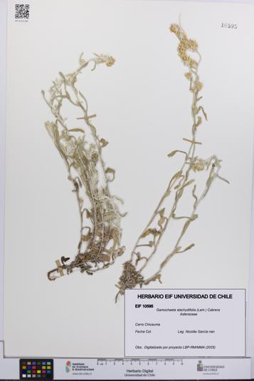 Gamochaeta stachydifolia [Espécimen: UCH:EIF:0010595]