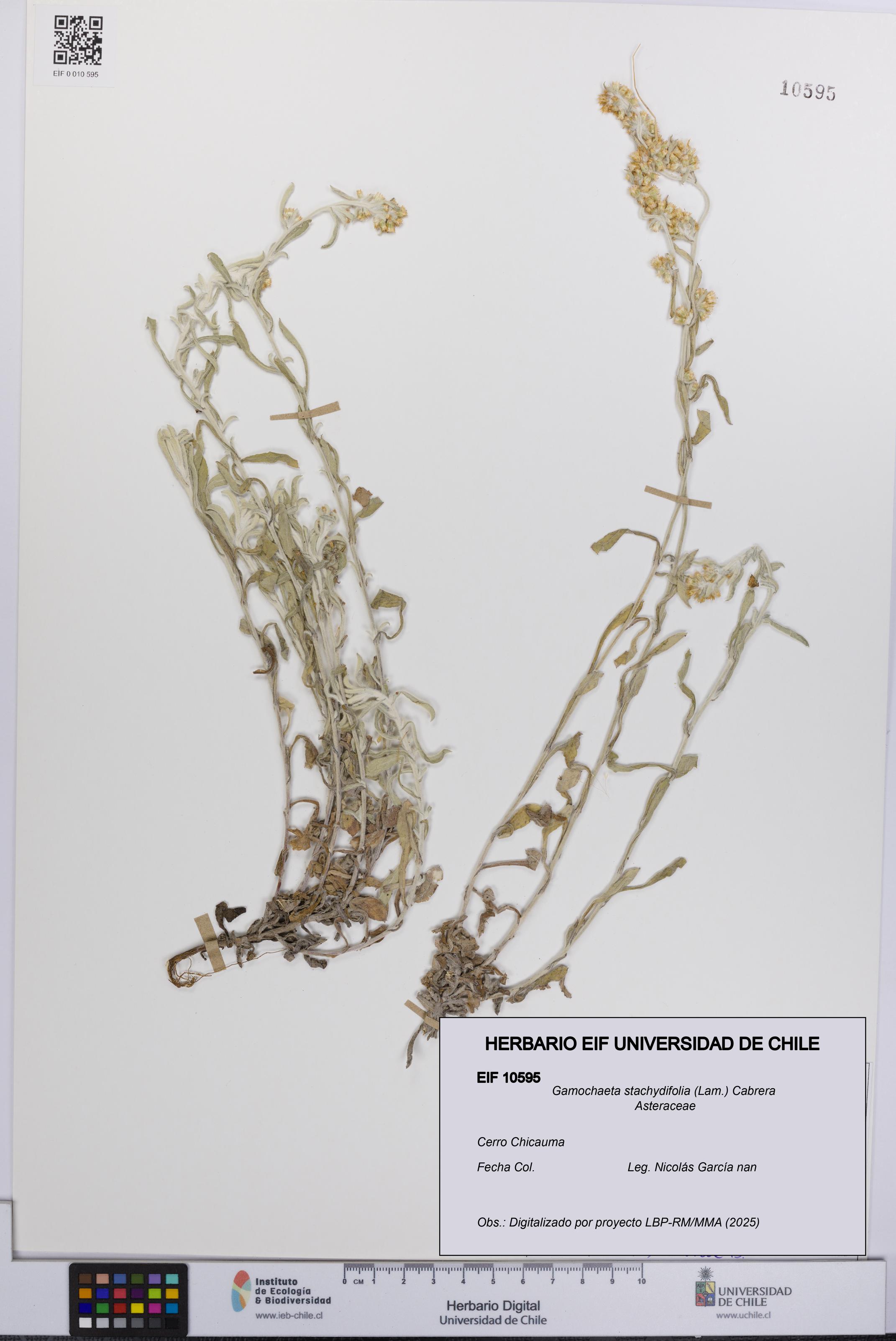 Gamochaeta stachydifolia [Espécimen: UCH:EIF:0010595]