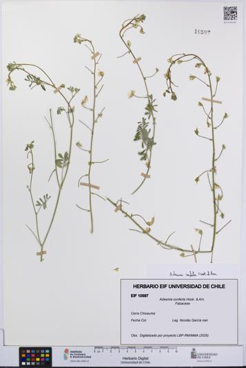 Adesmia conferta [Espécimen: UCH:EIF:0010597]