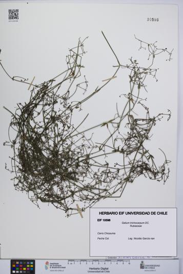 Galium trichocarpum [Espécimen: UCH:EIF:0010598]