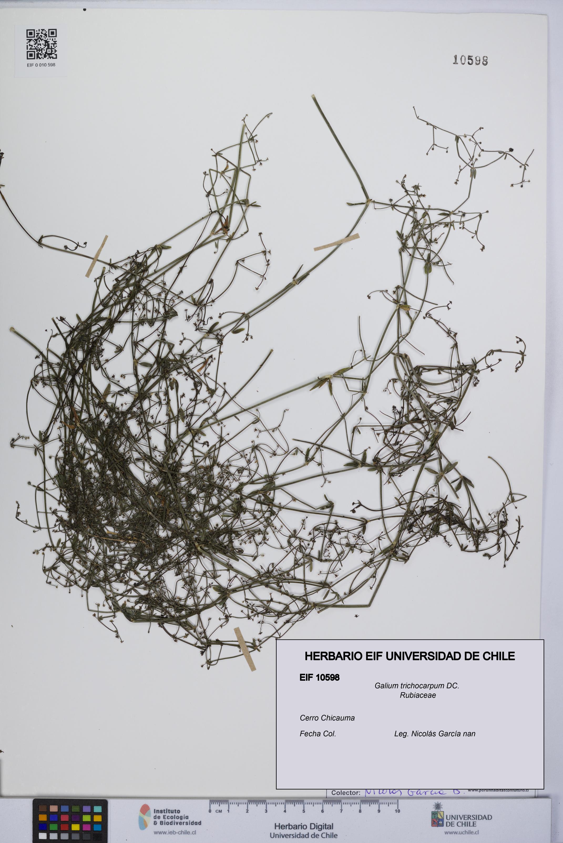 Galium trichocarpum [Espécimen: UCH:EIF:0010598]