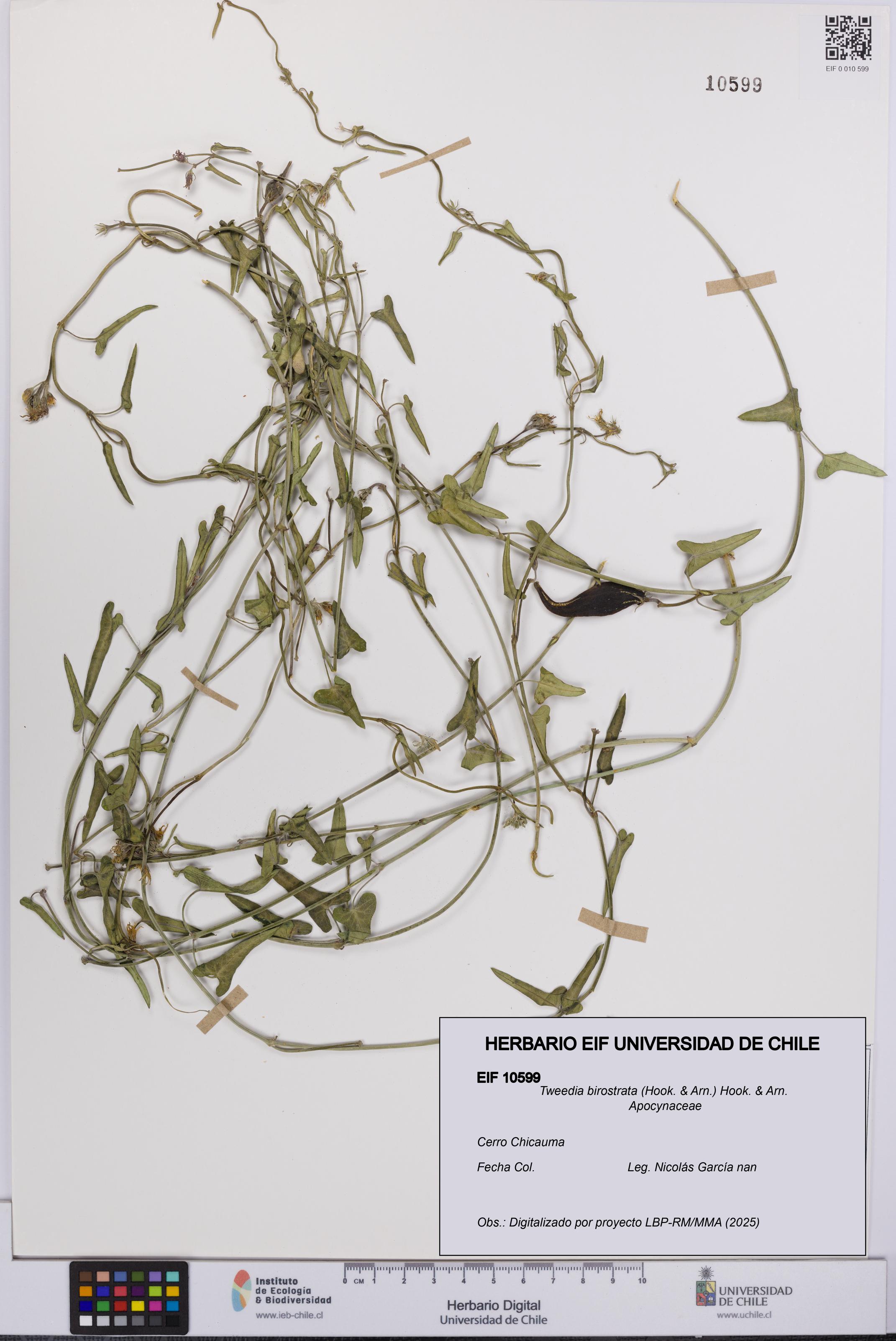 Tweedia birostrata [Espécimen: UCH:EIF:0010599]